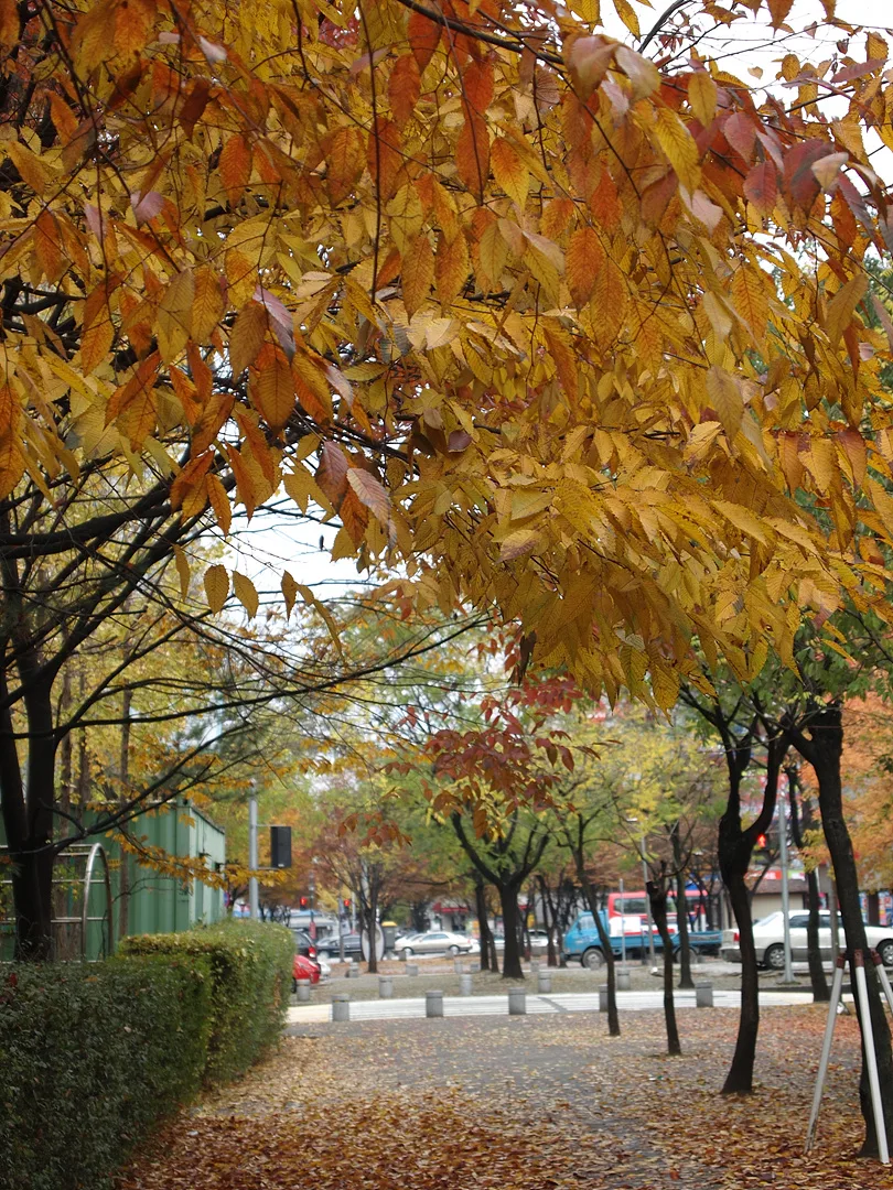 노란 단풍잎이 수놓은 늦가을의 거리 풍경 · 2009-11-08