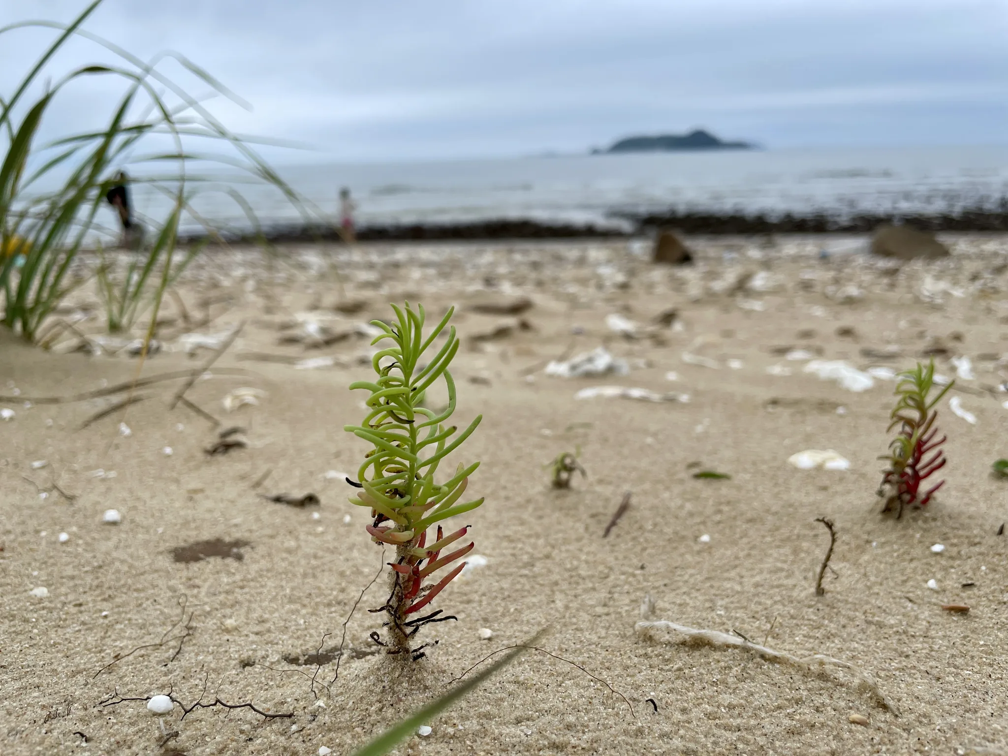 충남 해변 모래사장 위 강인한 초록 식물 · 충청남도, 대한민국 · 2022-08-10