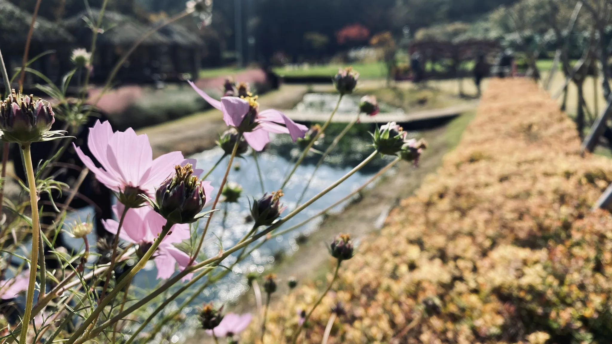 가을 햇살 머금은 분홍빛 코스모스의 계절 · 용인시, 경기도, 대한민국 · 2020-10-25