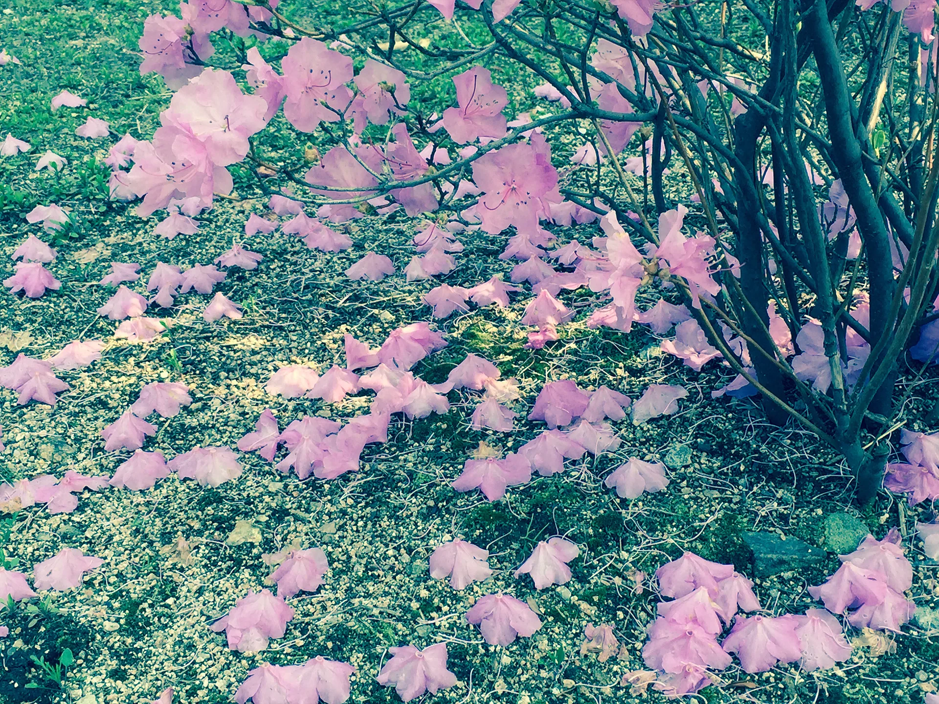 용인의 봄을 물들인 분홍빛 진달래 꽃잎 · 용인시, 경기도, 대한민국 · 2015-04-15