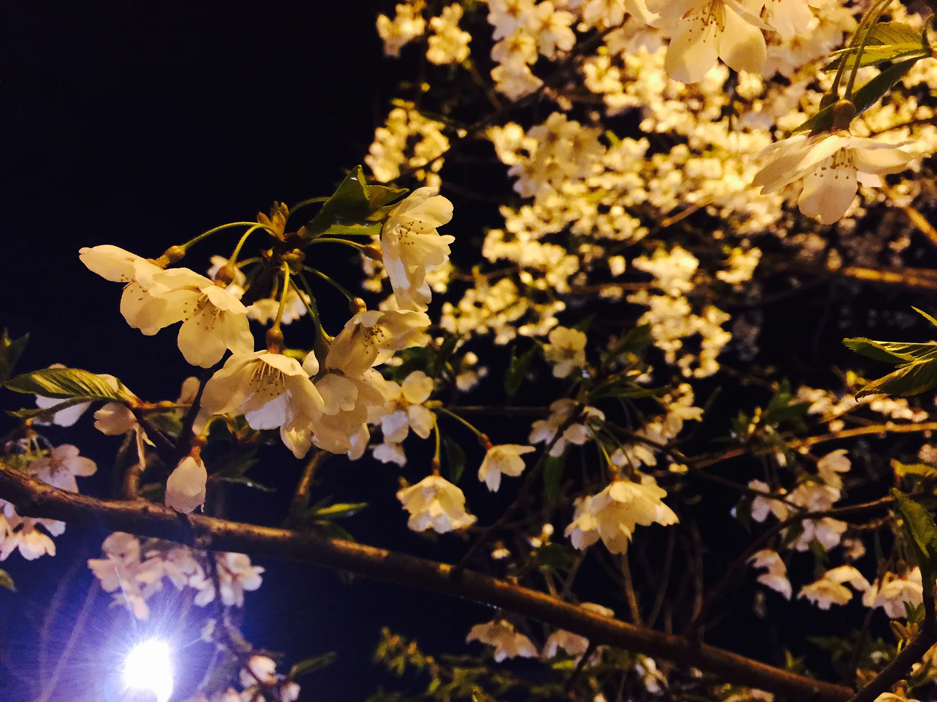 용인의 밤을 수놓은 화사한 벚꽃 풍경 · 용인시, 경기도, 대한민국 · 2015-04-10