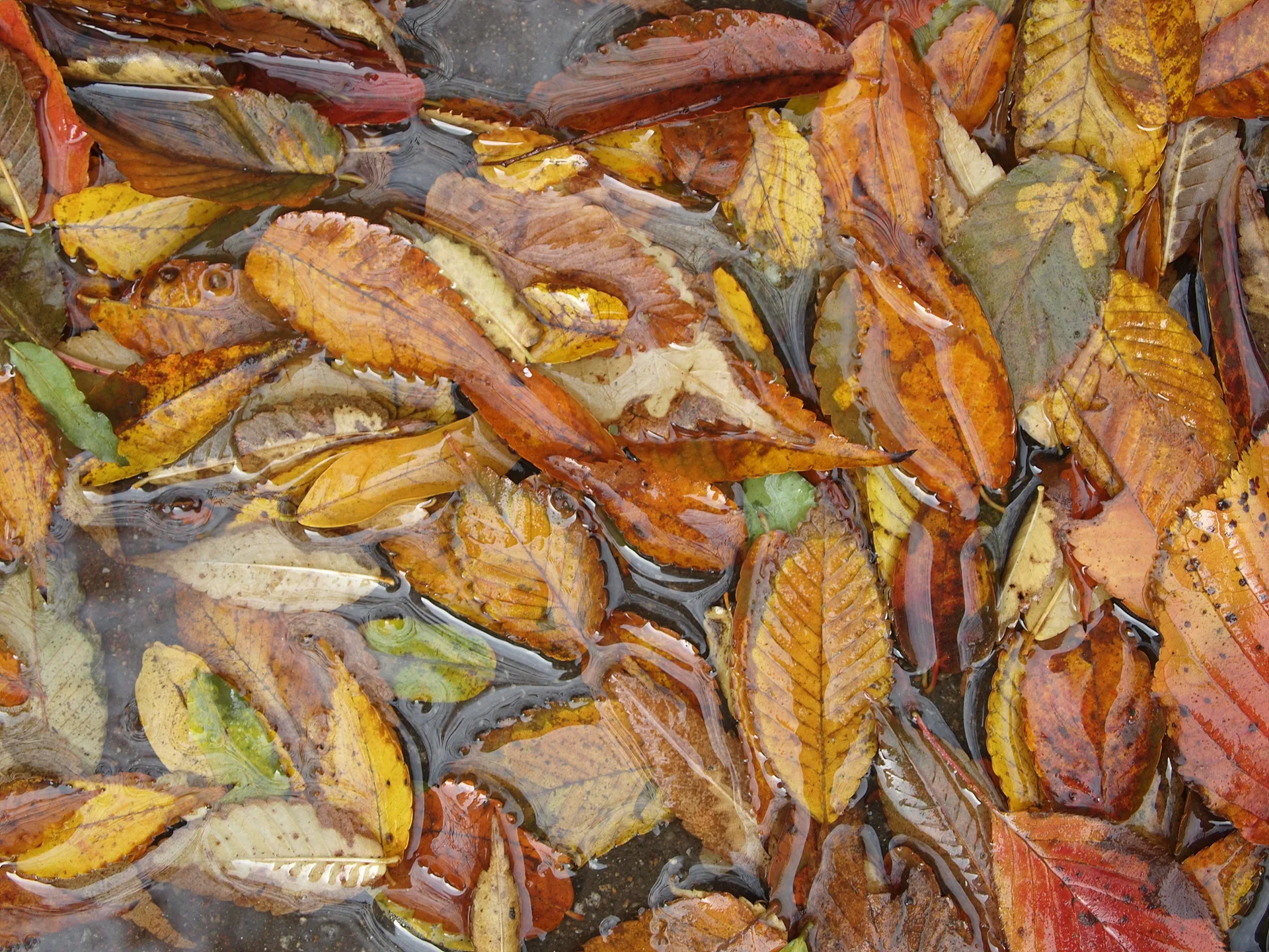 물 위에 흩뿌려진 가을의 색, 젖은 낙엽 · 2009-11-08