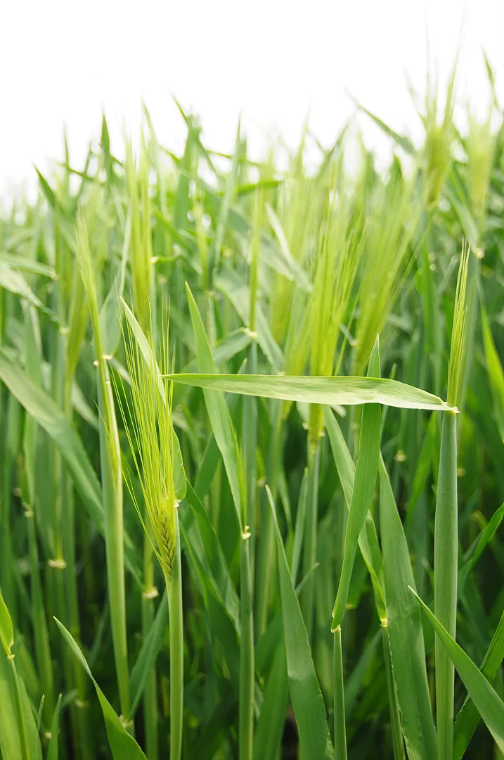 싱그러운 봄날의 초록빛 보리밭 풍경 · 인도 · 2009-04-30