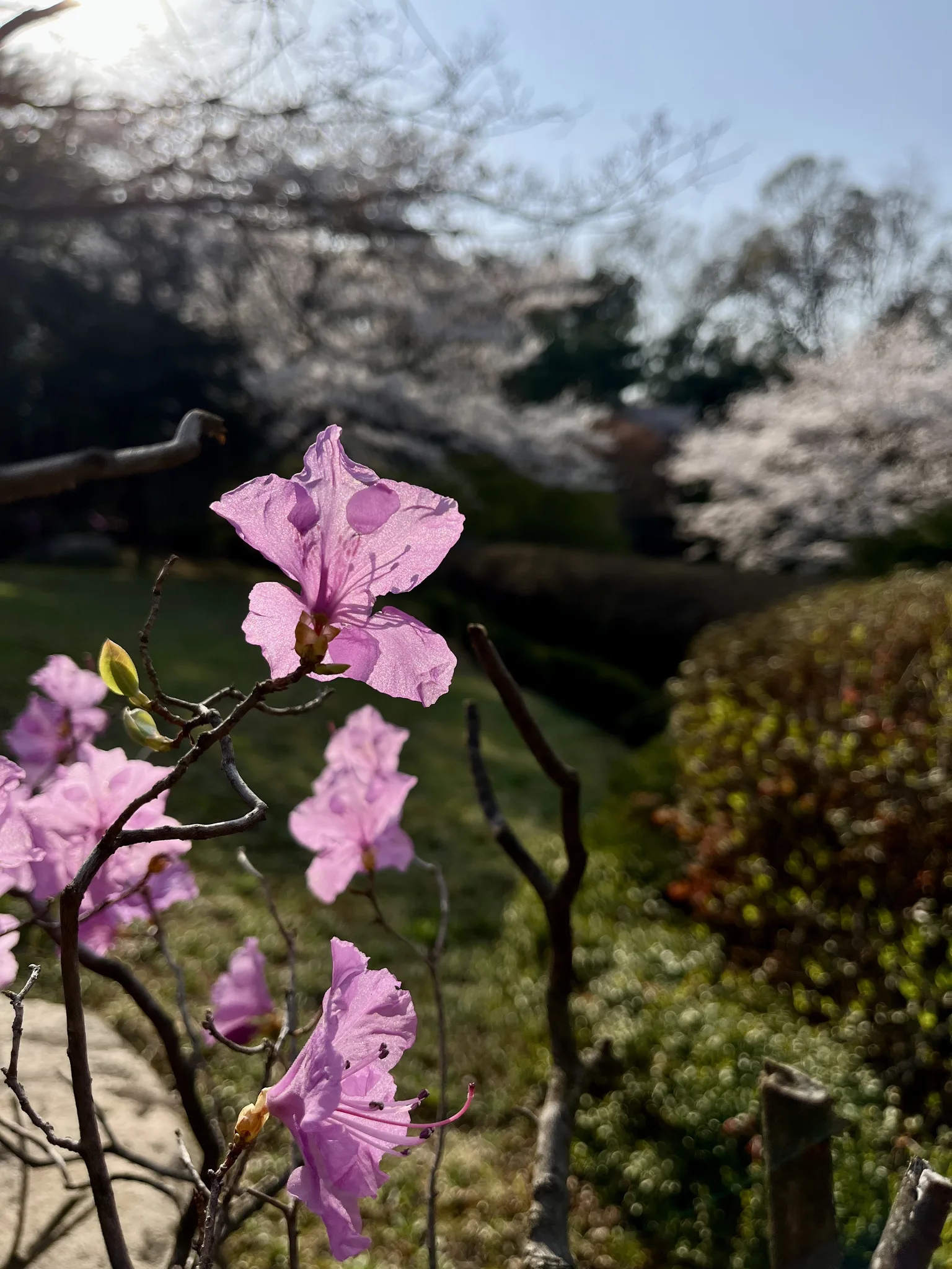 경기도 성남 KTHDS시연관의 화사한 봄꽃 풍경 · KTHDS시연관, 성남시, 경기도, 대한민국 · 2025-04-08