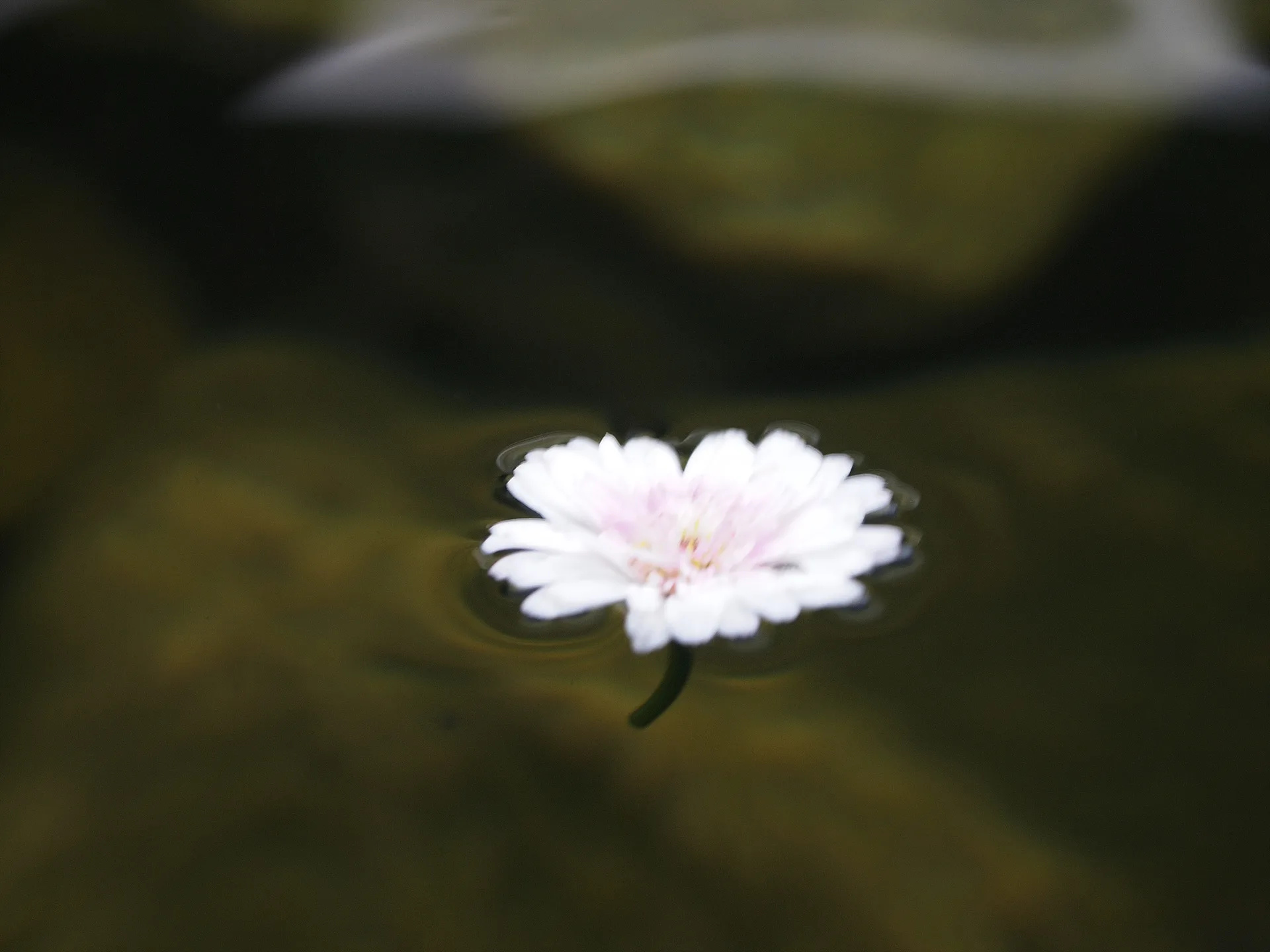 물 위에 띄워진 순백의 꽃잎, 고요한 여름의 기록 · 2009-07-20