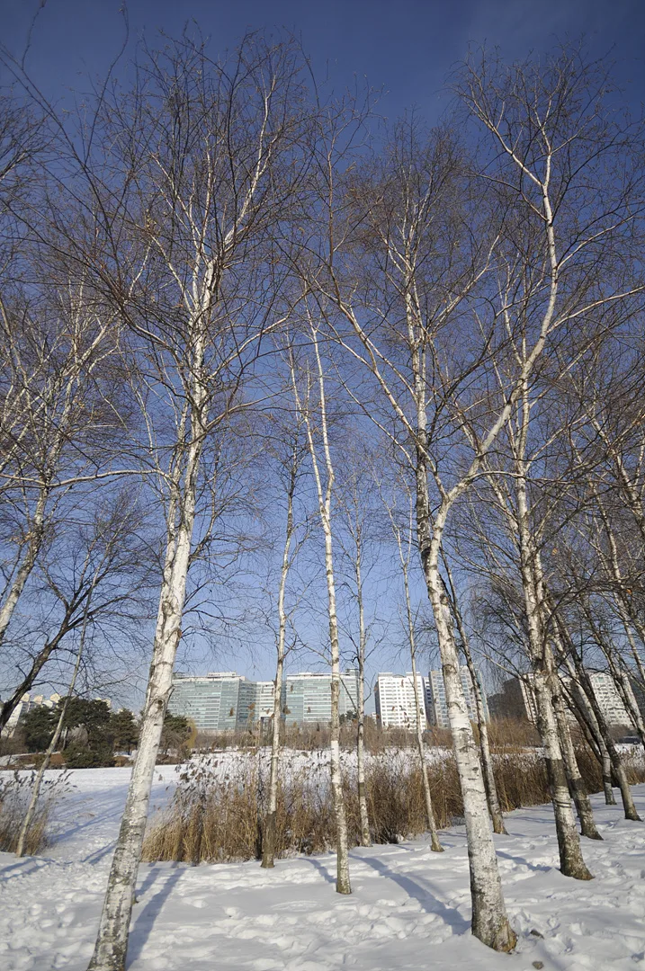 겨울 햇살 아래 하얀 자작나무 숲의 풍경 · 2010-01-16
