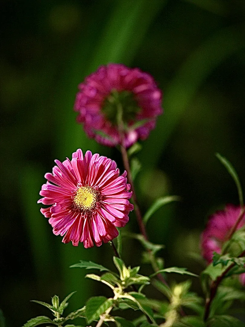 가을의 색을 담은 진분홍빛 꽃의 섬세한 조화 · 2009-09-13