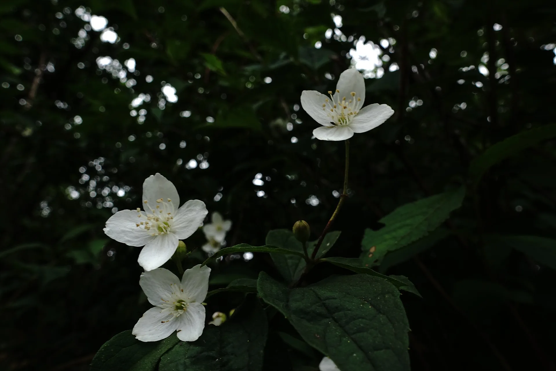 초여름 숲속의 순백색 야생화 · 대한민국 · 2014-06-28