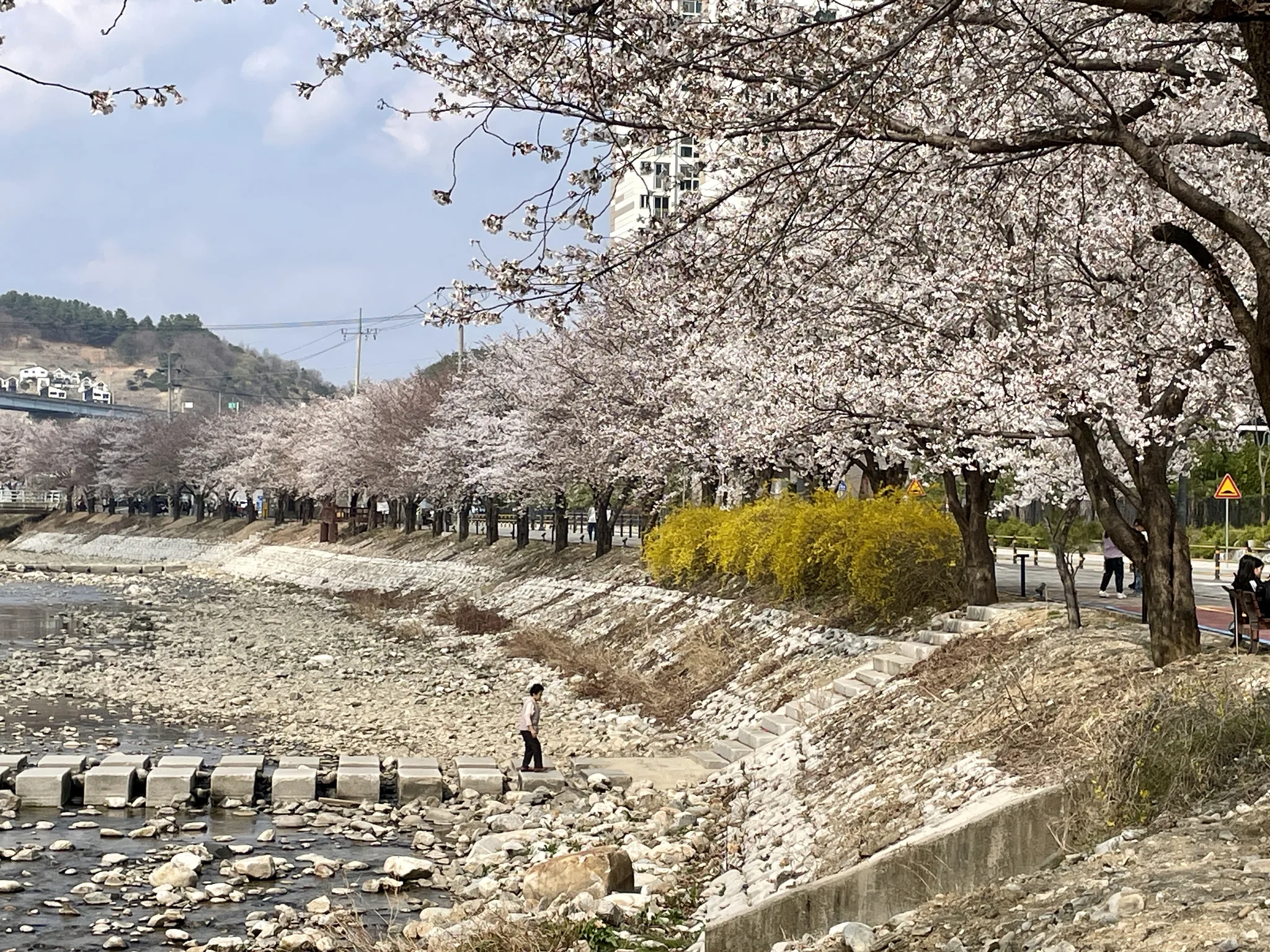 경기도의 봄, 벚꽃 터널 아래 흐르는 하천 풍경 · 경기도, 대한민국 · 2024-04-05