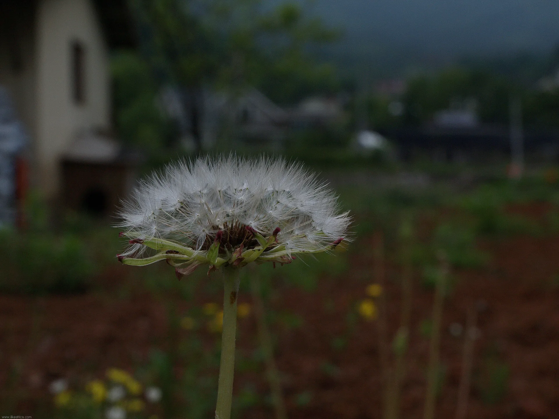 바람에 날릴 준비를 마친 하얀 민들레 홀씨 · 2009-05-23