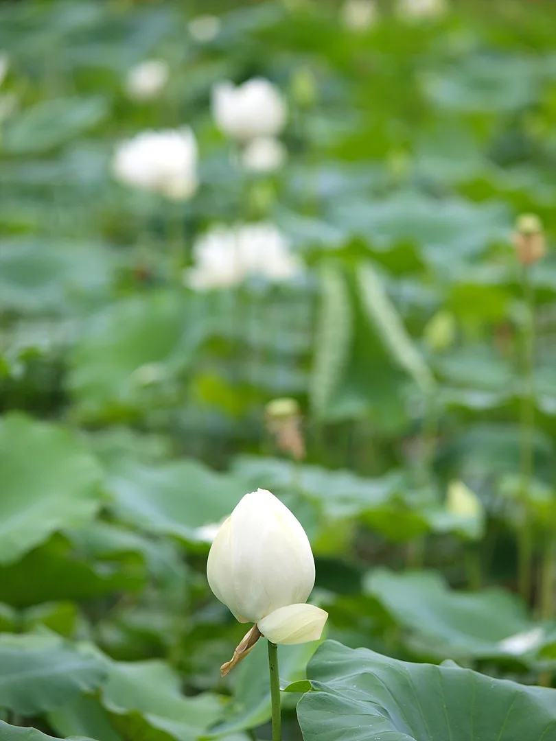 초록 잎 사이로 피어난 순백의 연꽃 봉오리 · 2009-07-08