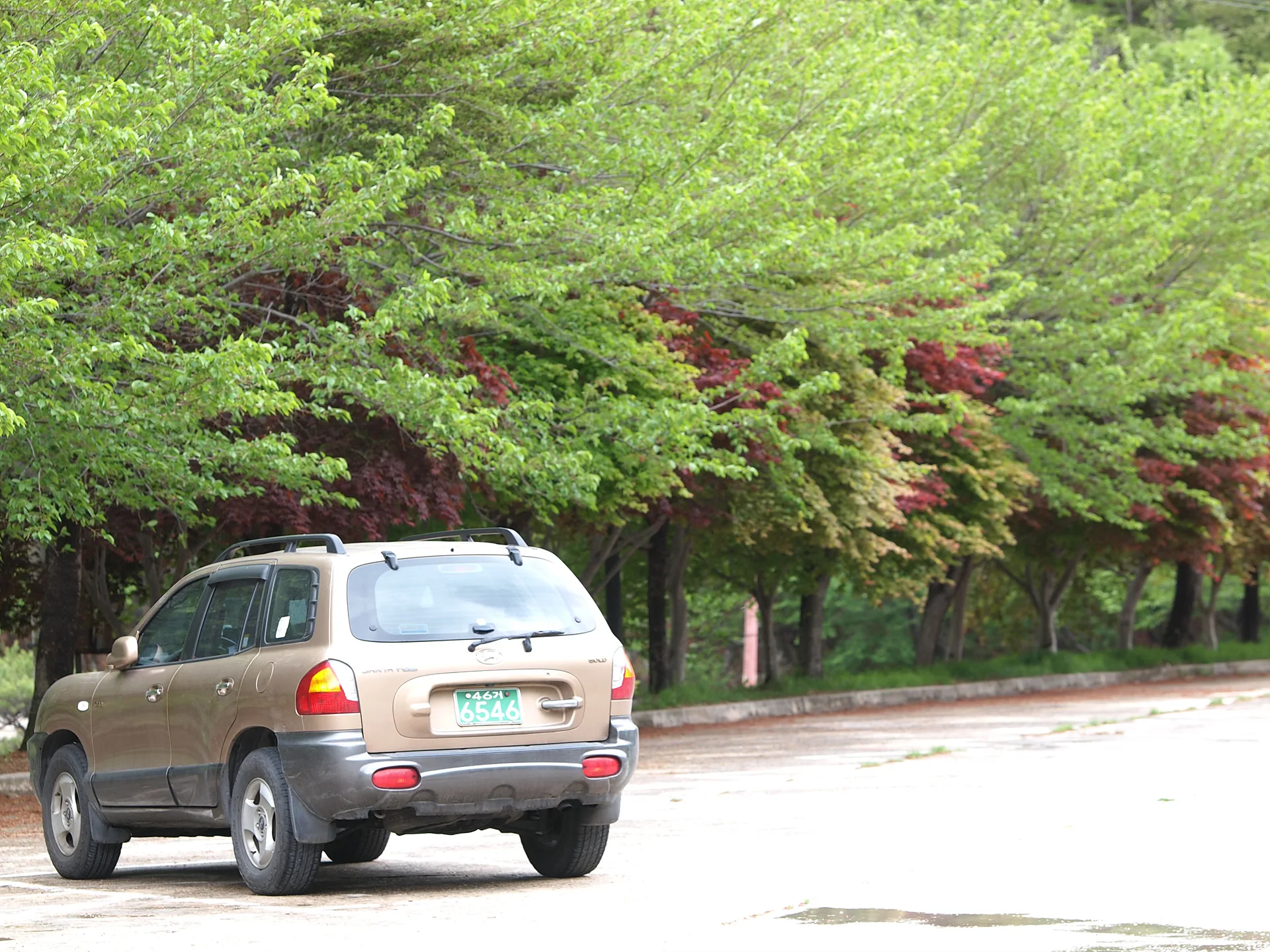 싱그러운 초록 잎사귀 아래 멈춰선 SUV · 2011-05-09