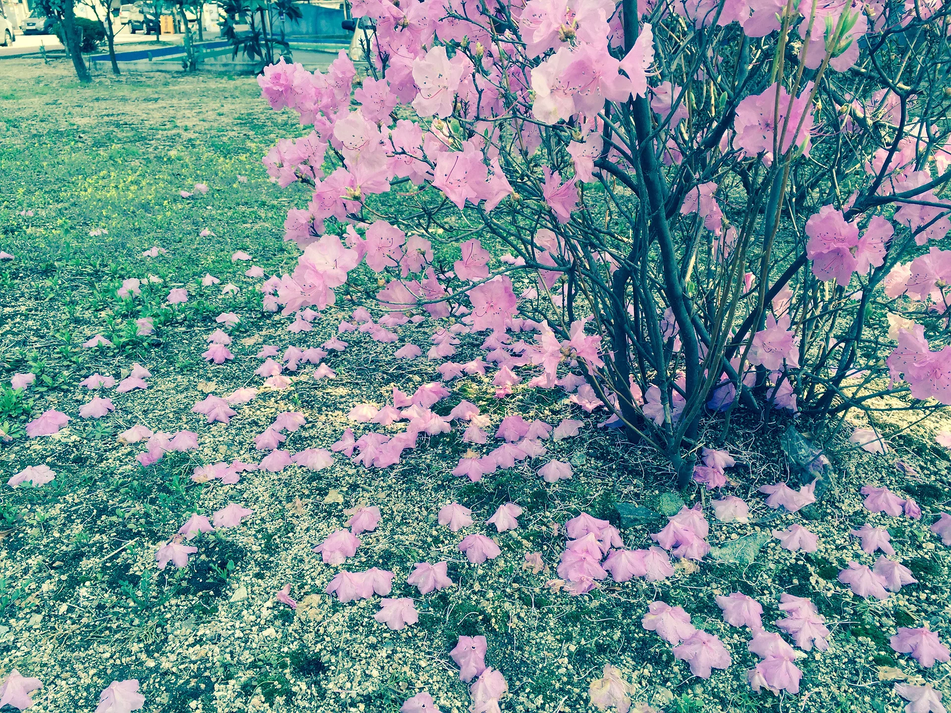 용인의 봄을 알리는 분홍빛 진달래 꽃길 · 용인시, 경기도, 대한민국 · 2015-04-15