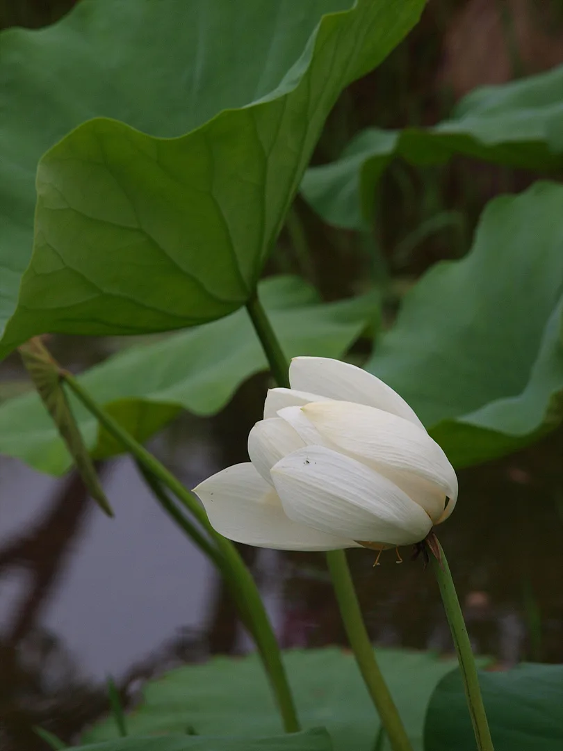 초록 잎 사이로 피어난 순백의 연꽃 · 2009-07-08