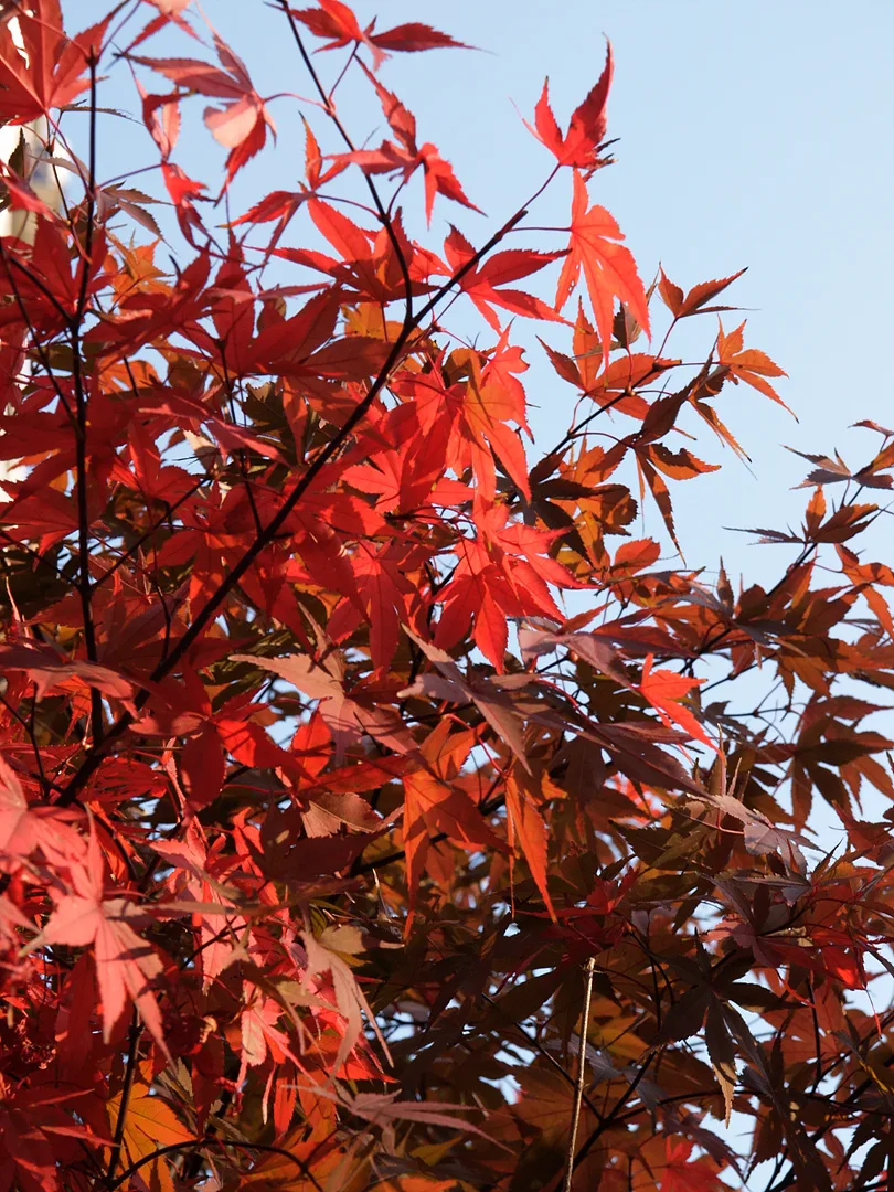 푸른 하늘 아래 붉게 물든 가을 단풍잎 · 2007-10-27