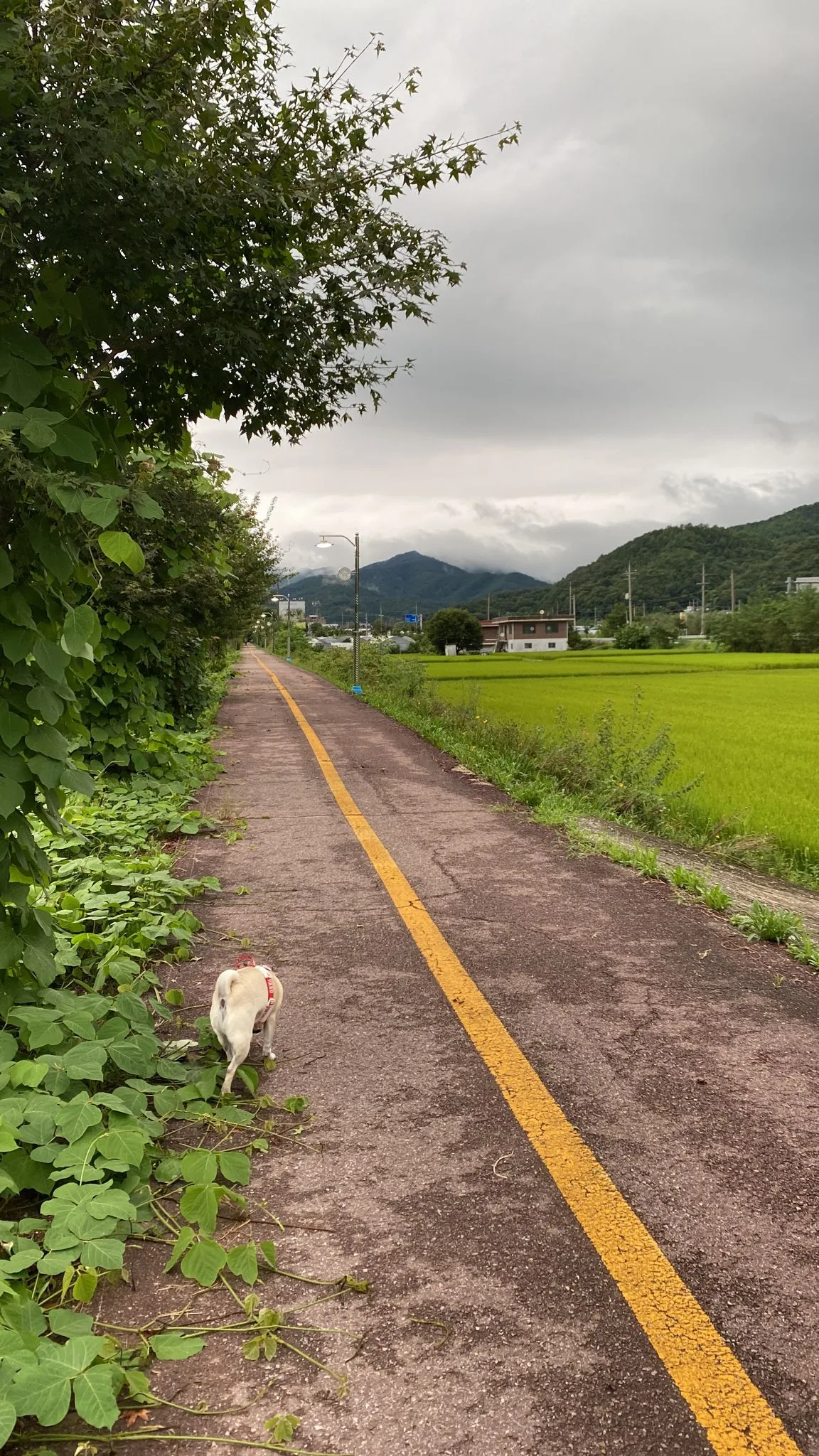여름날의 한적한 시골길과 귀여운 강아지 · 경기도, 대한민국 · 2023-08-24