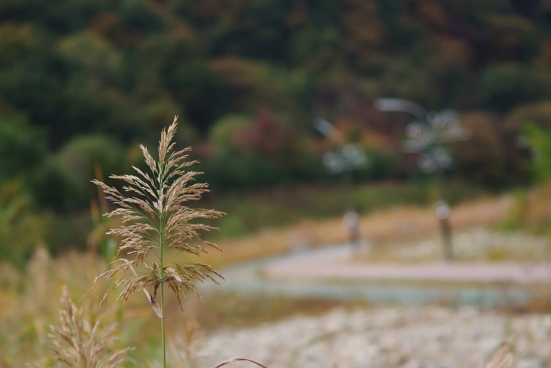 가을 바람에 흔들리는 은빛 억새의 서정 · 2011-10-23
