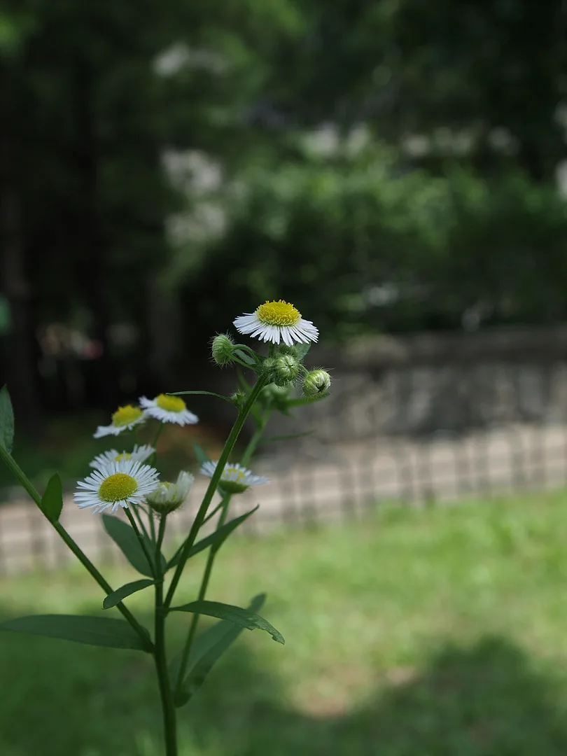 여름 햇살 아래 순백의 데이지 꽃 · 2009-07-21