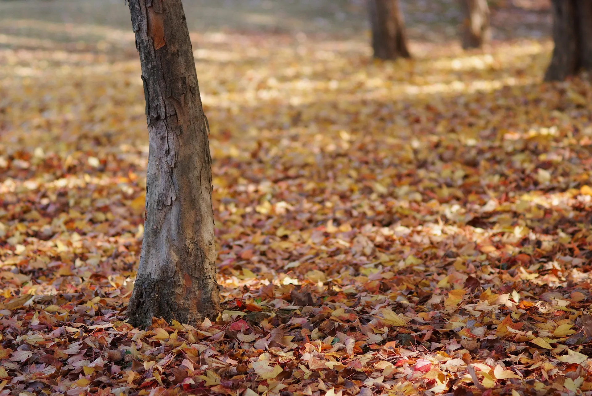 가을 햇살이 머무는 황금빛 낙엽 거리 · 2011-11-05