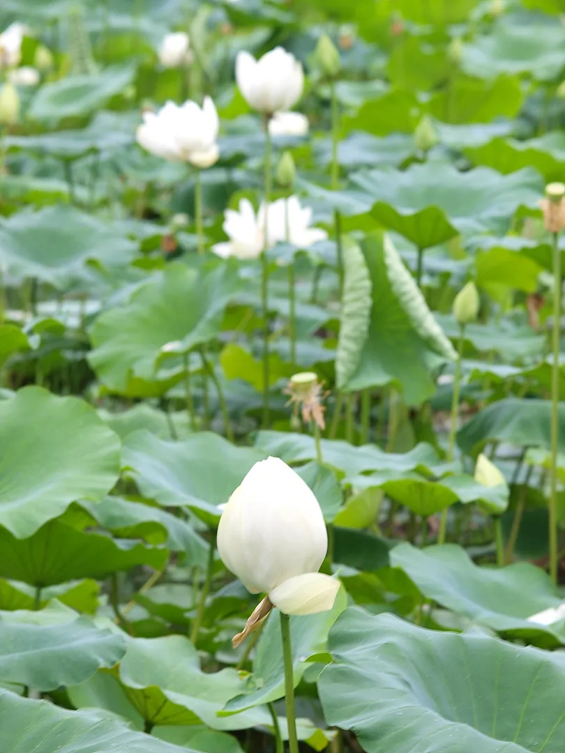초록 잎 사이로 피어난 순백의 연꽃 봉오리 · 2009-07-08
