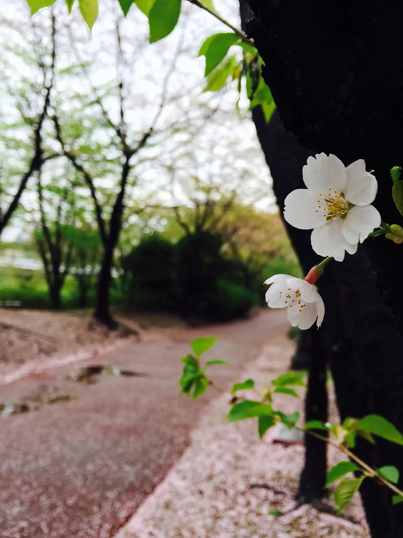 성남의 봄을 알리는 하얀 벚꽃의 순수함 · 성남시, 경기도, 대한민국 · 2015-04-16