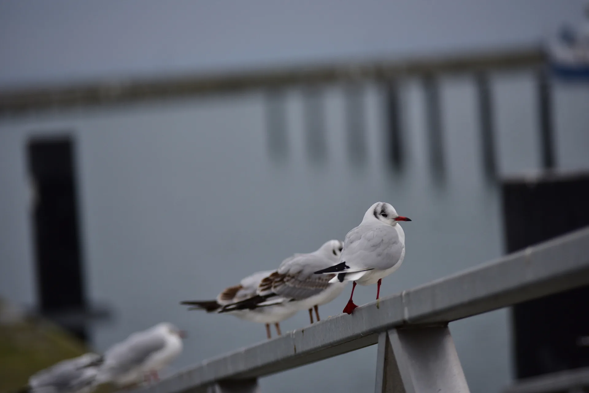 독일 자스니츠 항구의 겨울 갈매기들 · Stadthafen Sassnitz, Rügen, 자스니츠, 메클렌부르크-보르포메른, 독일 · 2018-01-20