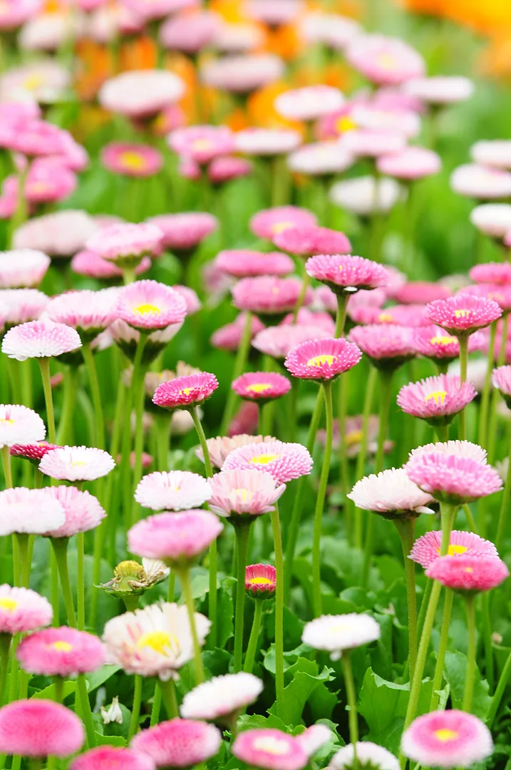 봄날의 화사함을 담은 분홍빛 꽃밭 풍경 · 인도 · 2009-05-10