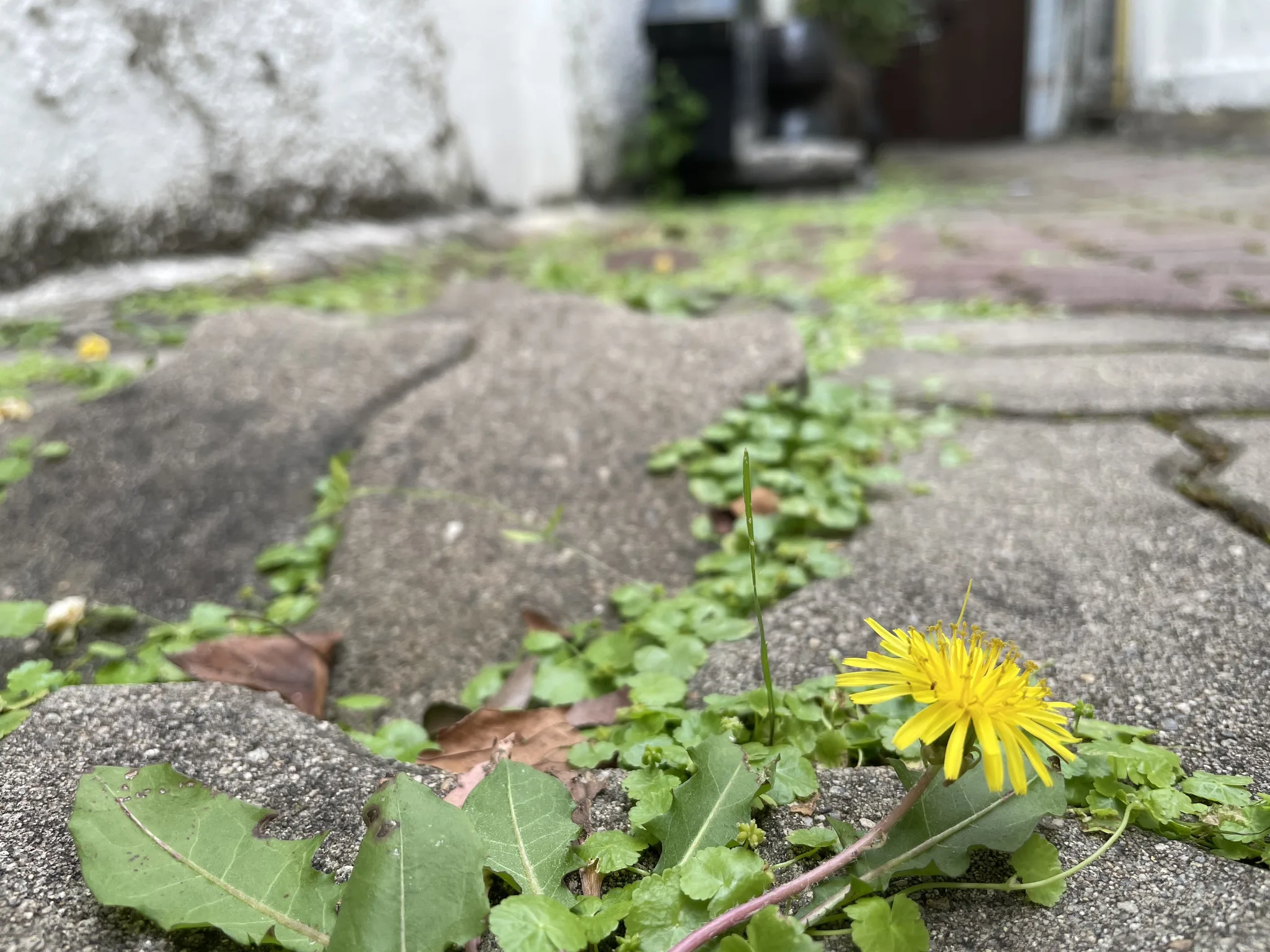 전주 거리 틈새에 피어난 노란 들꽃의 생명력 · 전주시, 전북특별자치도, 대한민국 · 2021-09-25