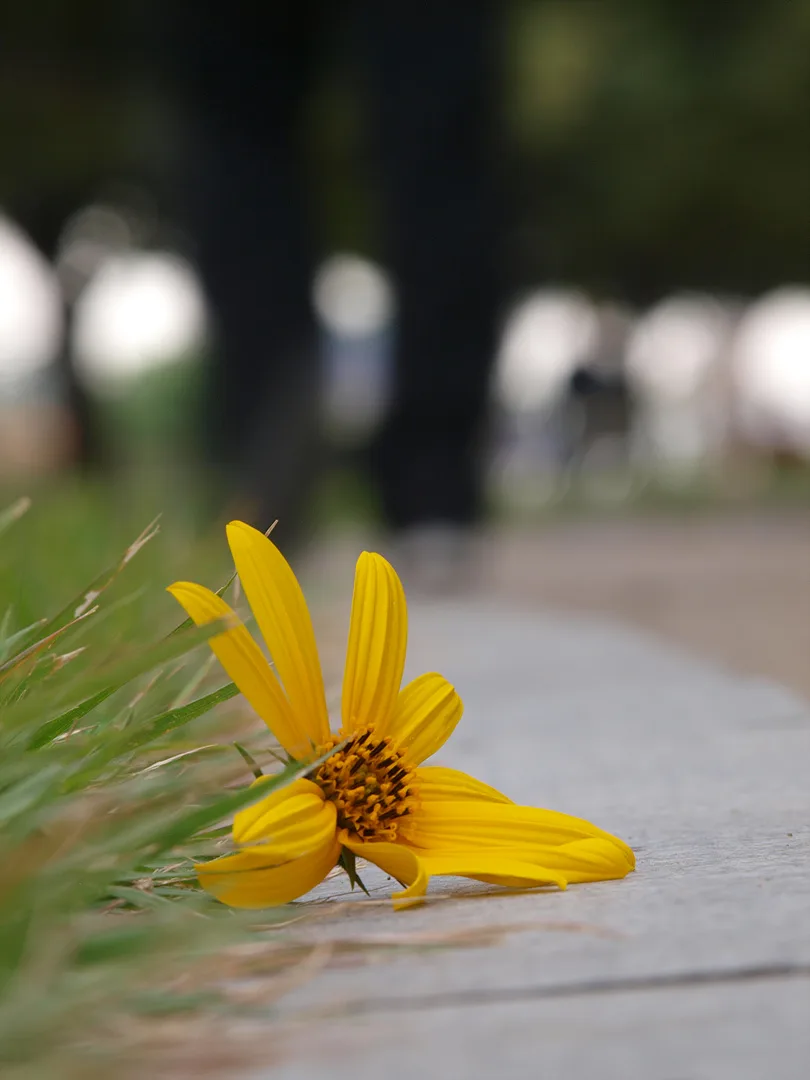 바닥에 내려앉은 노란 꽃잎의 고요한 순간 · 2009-09-27