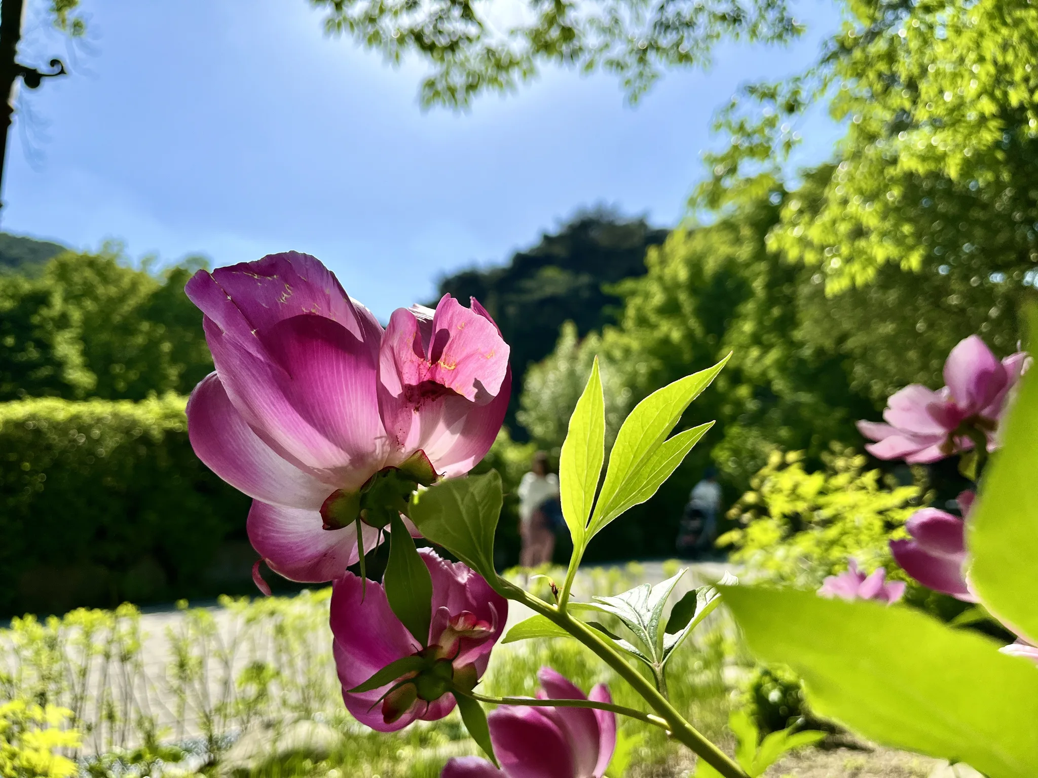 경기도의 푸른 봄날, 화사하게 피어난 분홍빛 작약 · 경기도, 대한민국 · 2024-05-18