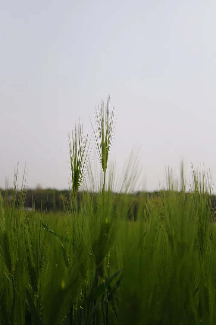 싱그러운 봄날의 초록빛 보리밭 풍경 · 인도 · 2009-04-30