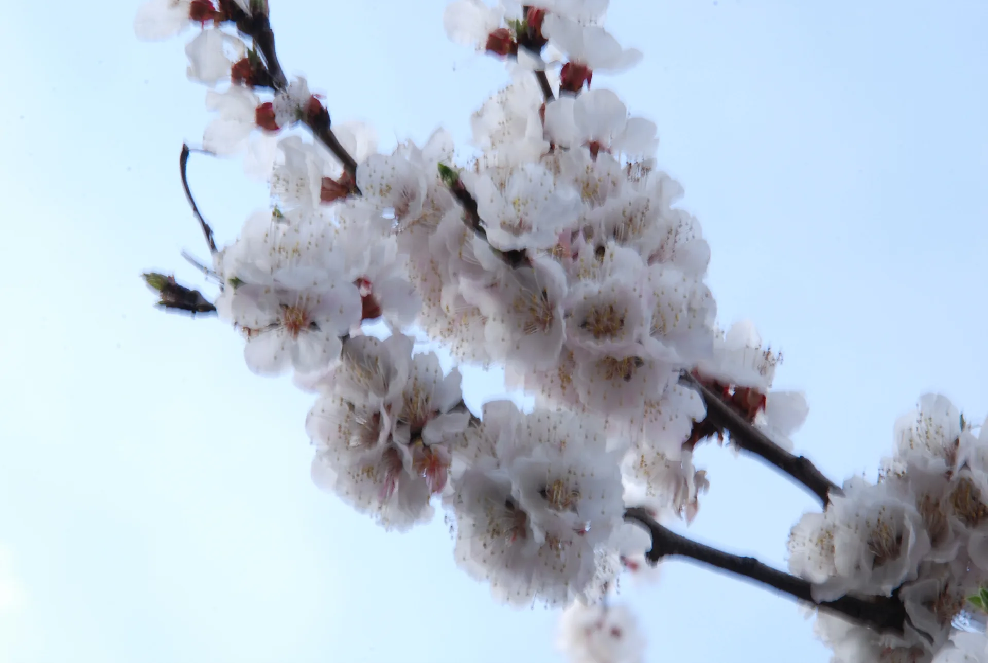 푸른 하늘 아래 피어난 순백의 봄꽃 · 인도 · 2009-04-05