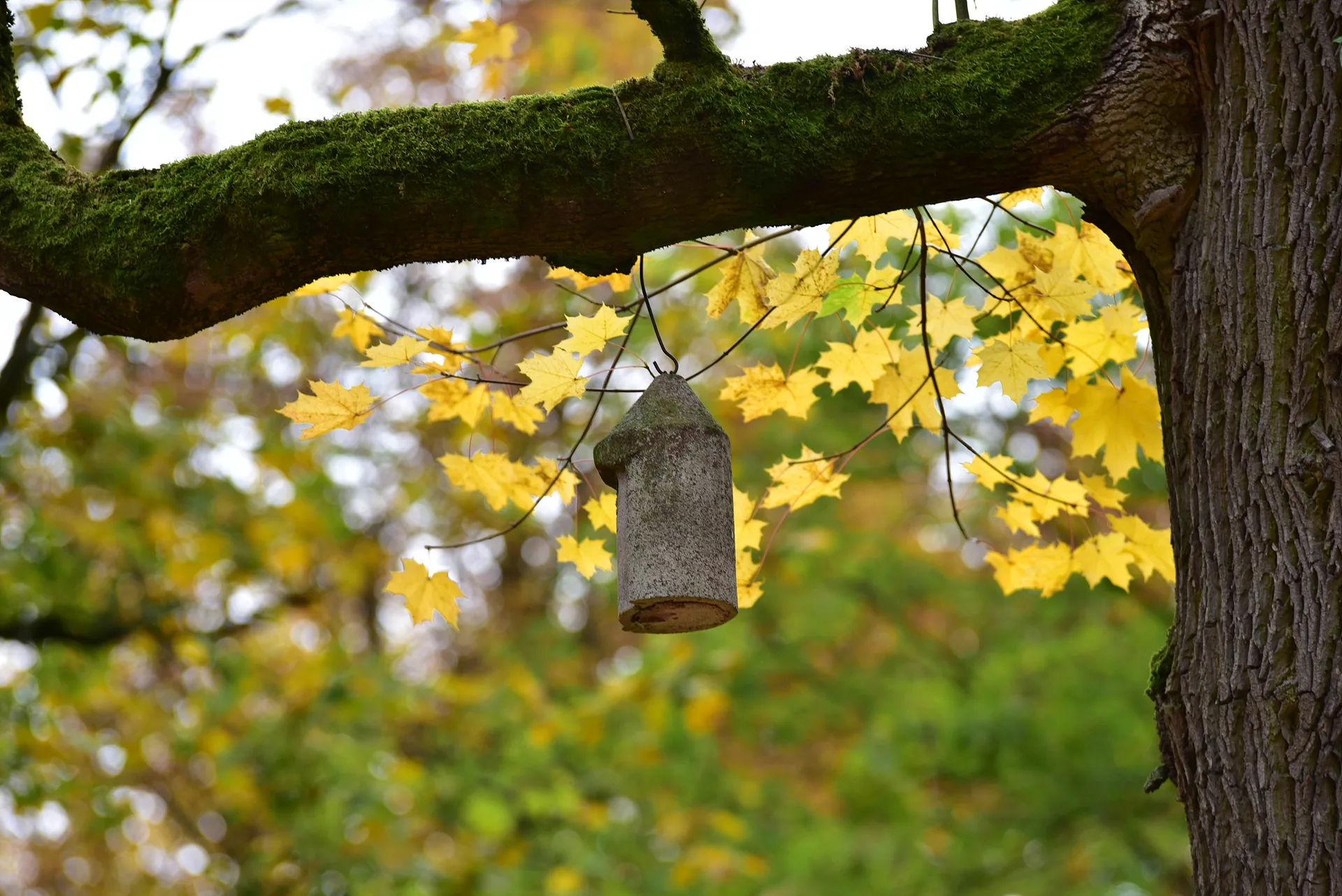 가을빛 물든 단풍잎과 작은 새집의 조화 · Naturpark Hessischer Spessart, Jossgrund, 헤세, 독일 · 2017-10-13