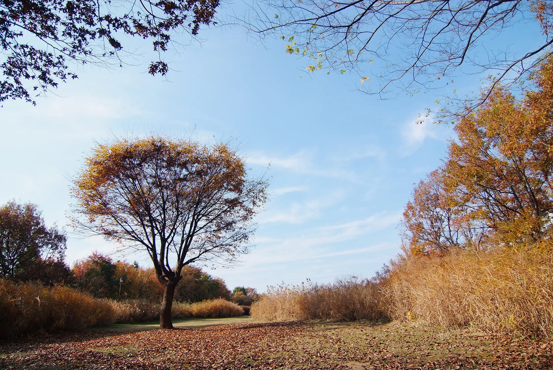 가을빛으로 물든 고요한 숲속 풍경 · 2011-11-05