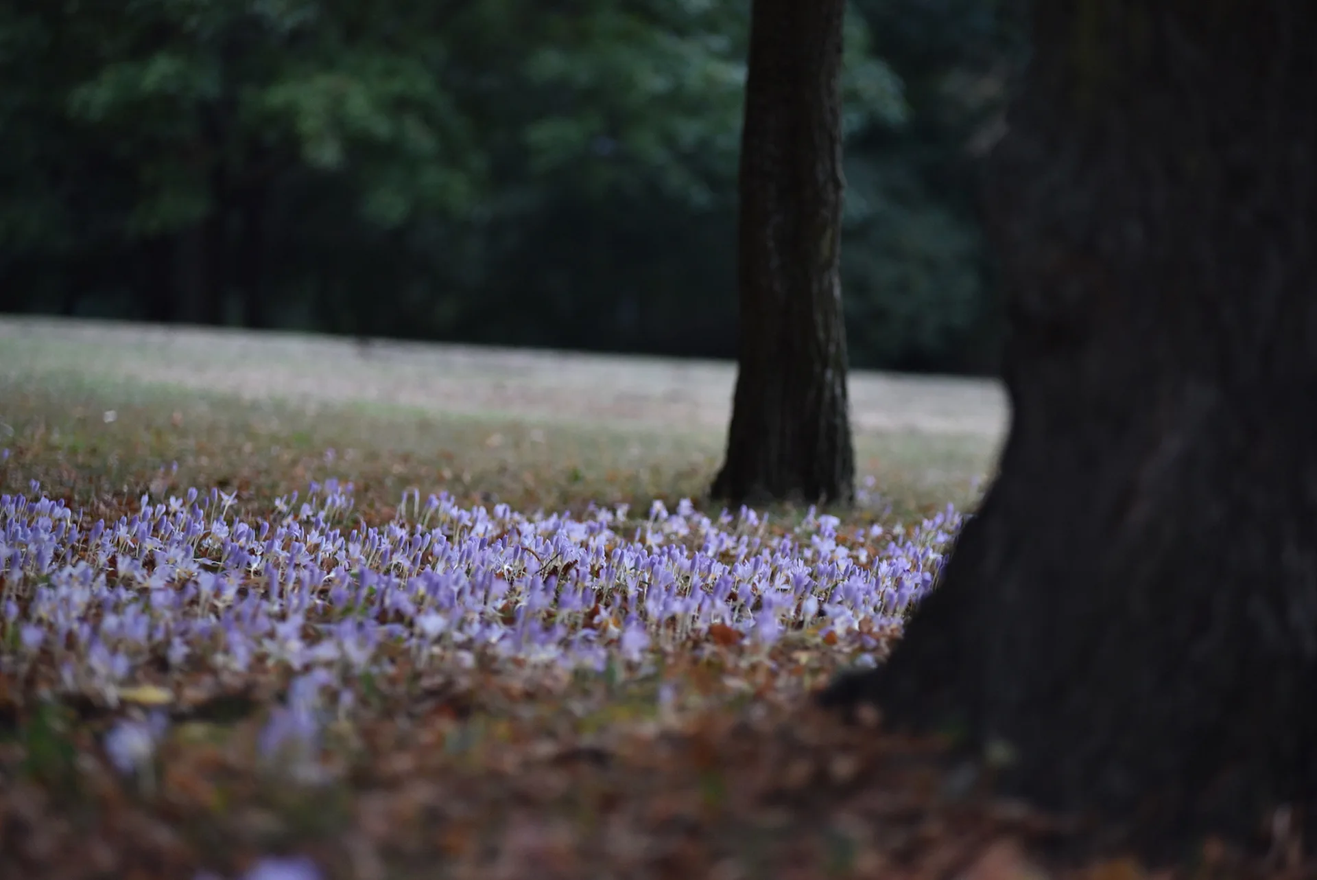 베를린 리히텐베르크 공원의 보랏빛 가을 꽃물결 · Stadtpark Lichtenberg, 베를린, 독일 · 2016-09-27