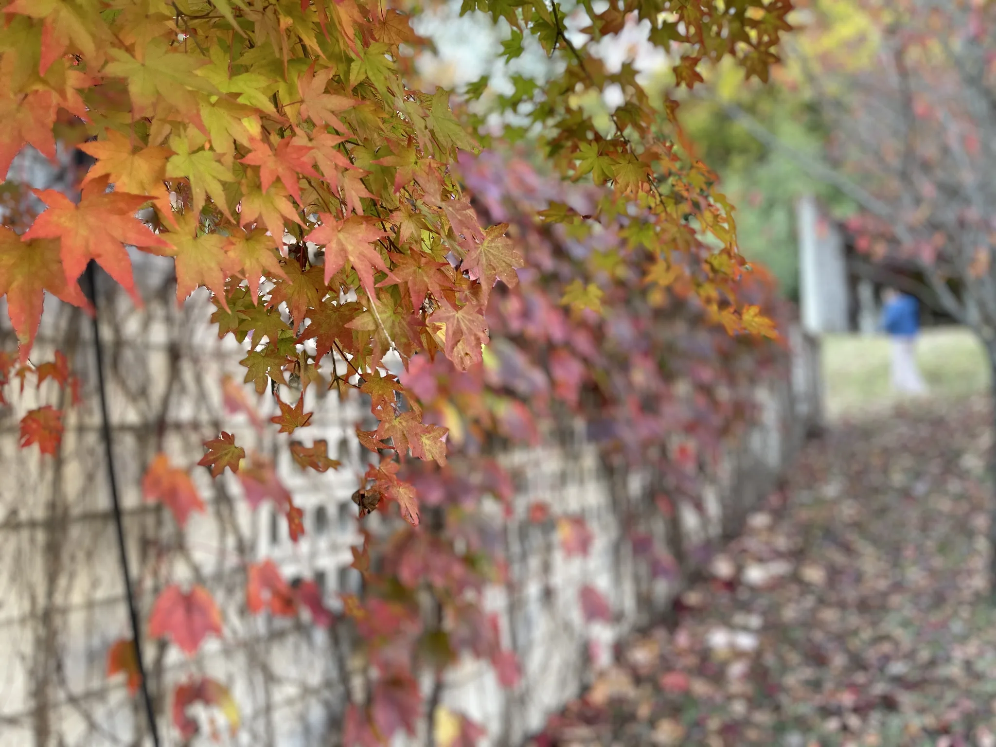 동탄호수공원의 붉게 물든 가을 단풍 풍경 · 동탄호수공원, 화성시, 경기도, 대한민국 · 2022-11-04