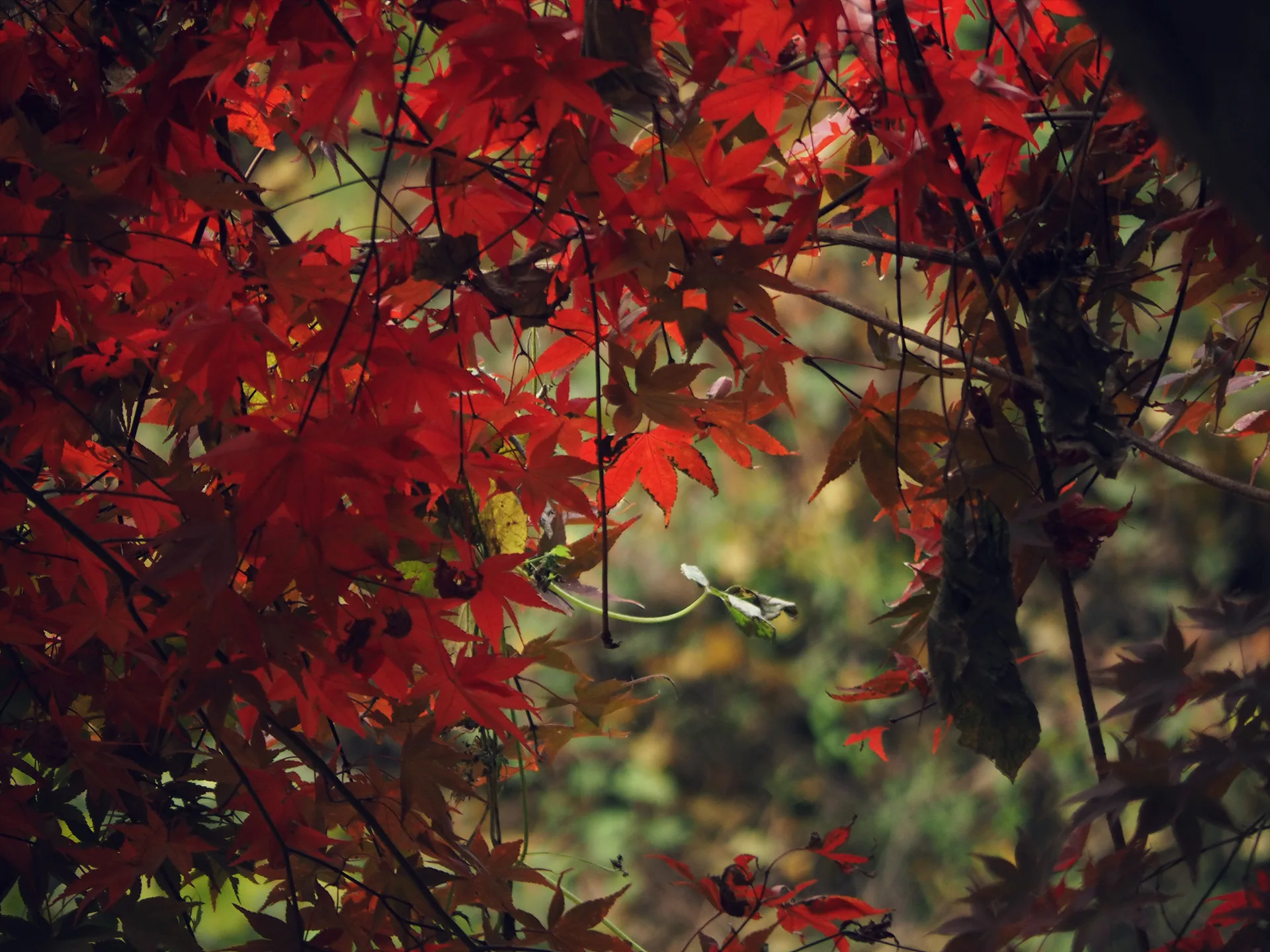 붉게 물든 가을의 정취, 단풍잎의 조화 · 대한민국 · 2014-11-01