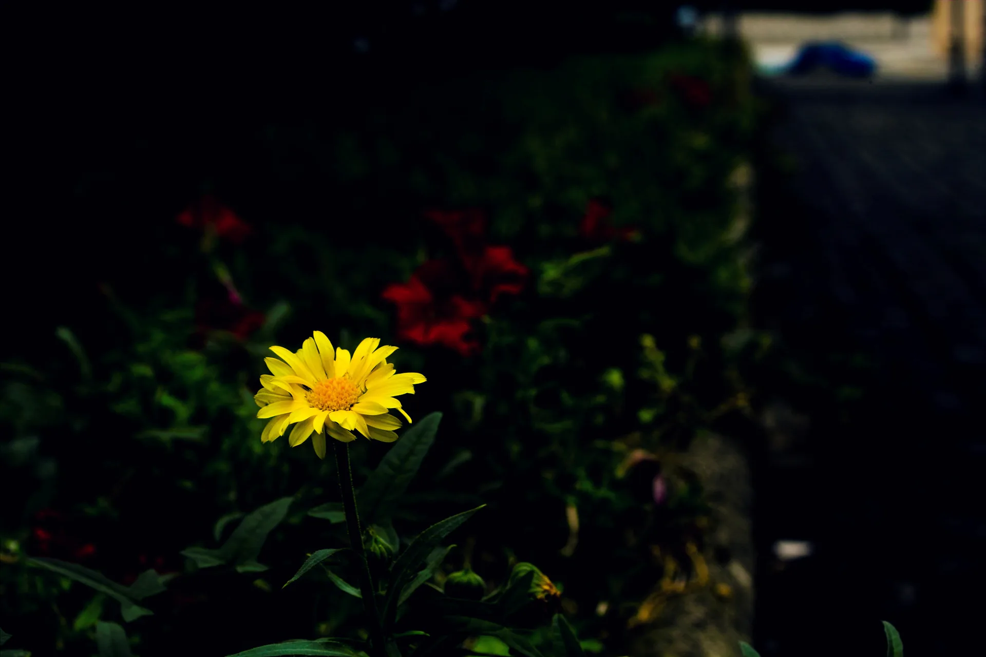 어둠 속에서 더욱 빛나는 노란 꽃의 생명력 · 2011-08-09