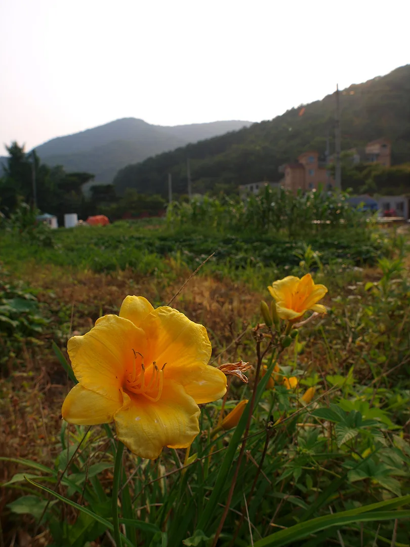 여름 정원의 싱그러움을 담은 노란 꽃 · 2009-07-05