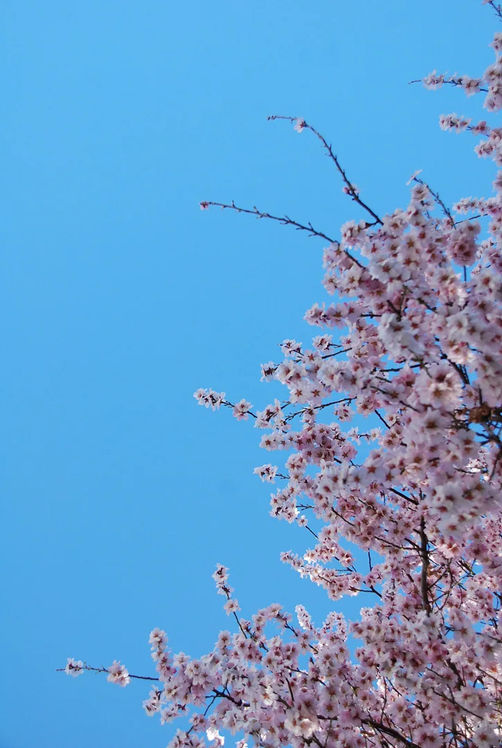 푸른 봄 하늘 아래 흐드러지게 핀 벚꽃 · 인도 · 2009-03-31
