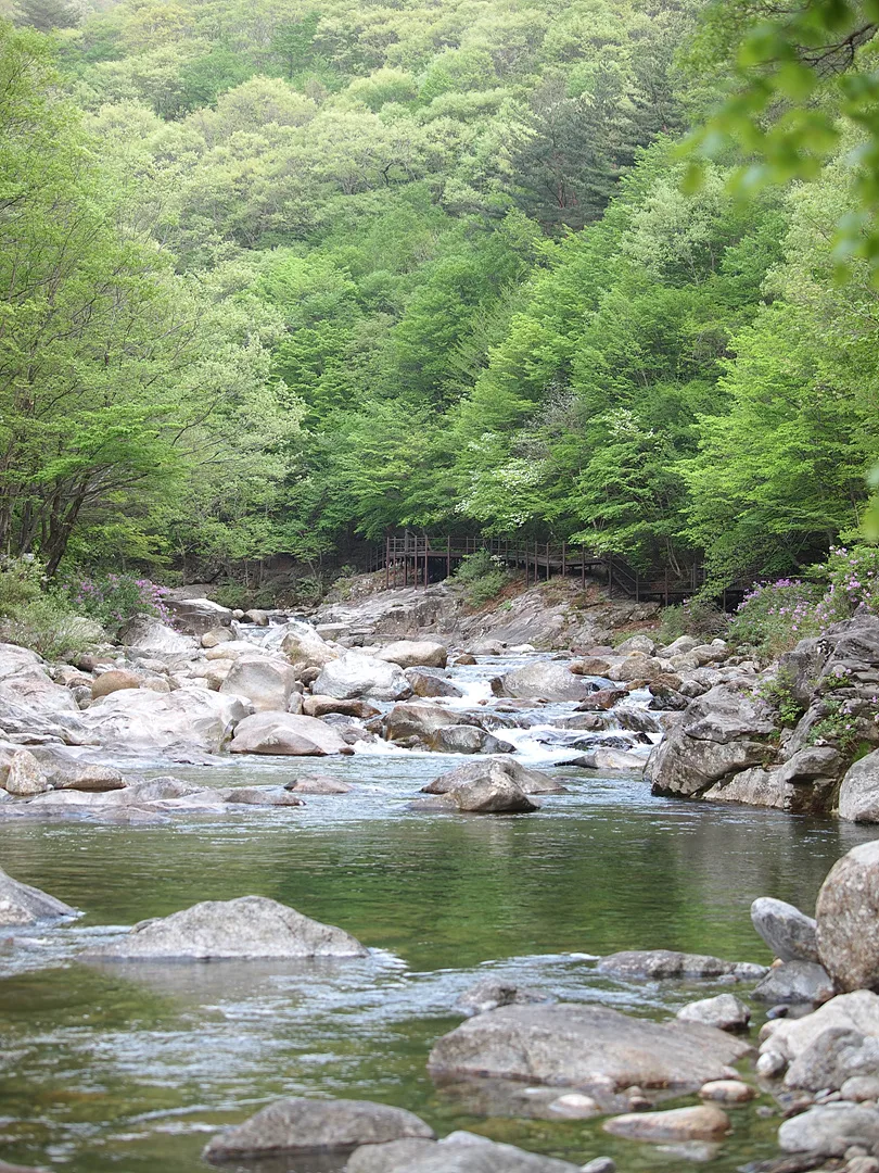 푸른 숲속 맑은 계곡과 바위의 조화 · 2011-05-08