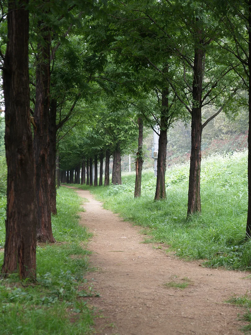 푸른 나무 터널이 반기는 고요한 숲길 산책로 · 2007-10-03