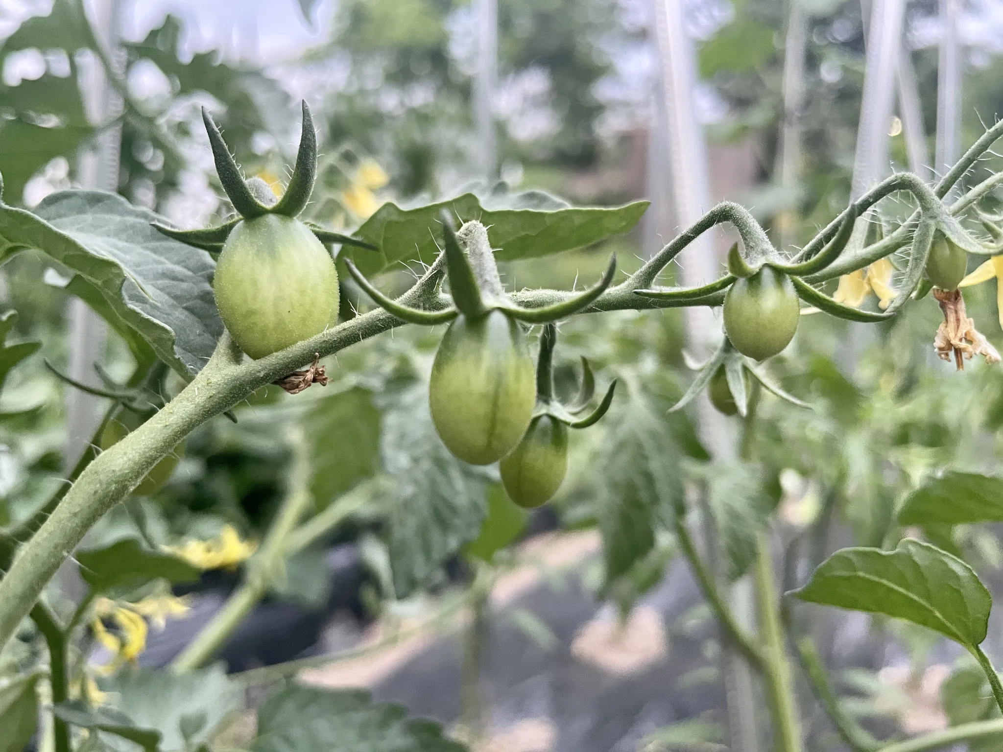 초여름 햇살 아래 익어가는 초록빛 방울토마토 · 경기도, 대한민국 · 2023-06-19