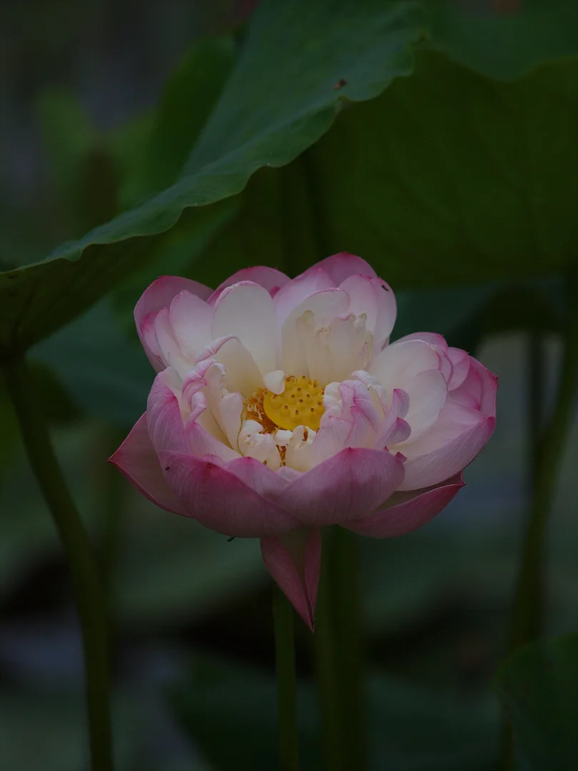 여름날의 단아함, 분홍빛 연꽃의 자태 · 2009-07-08