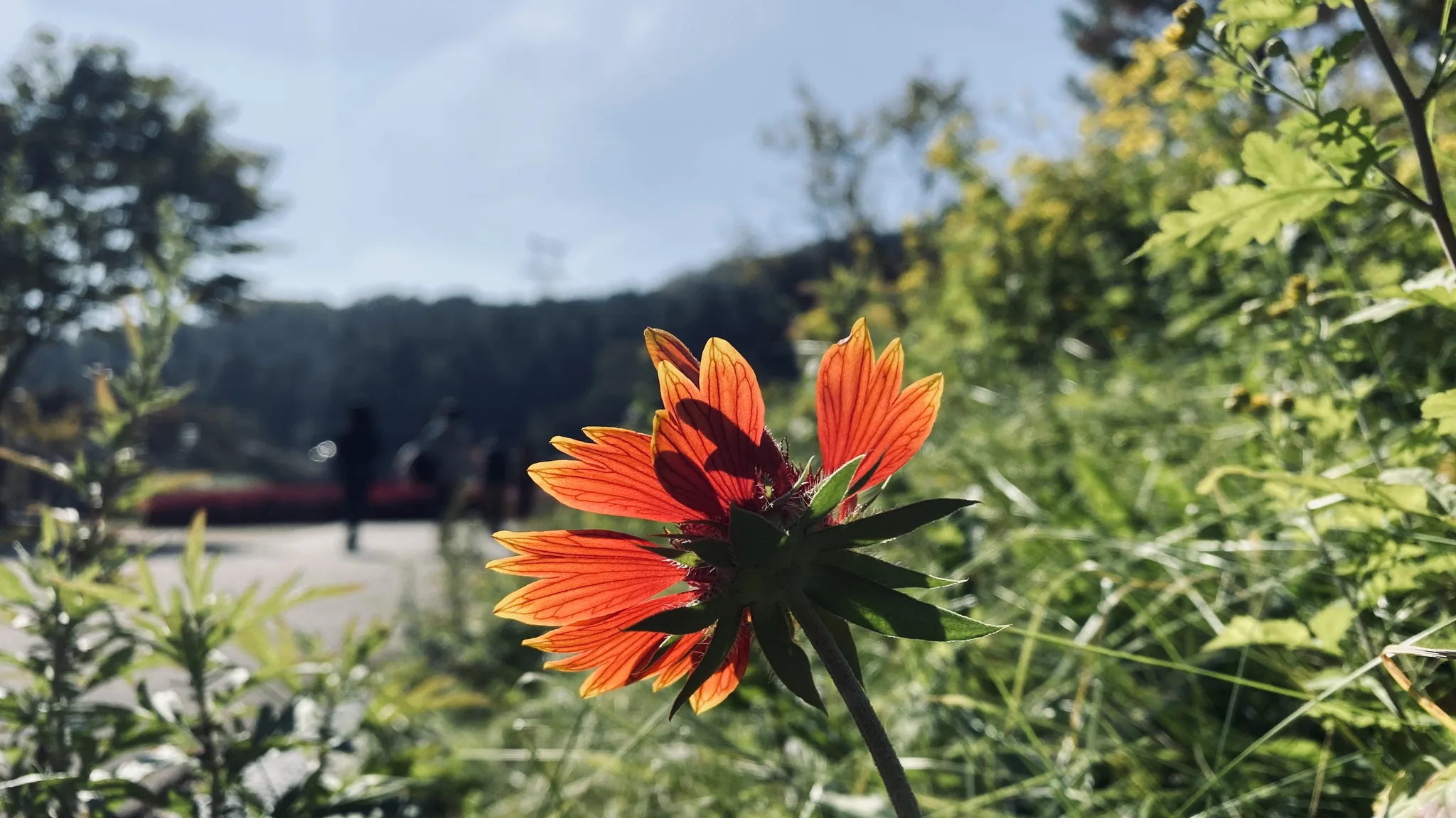 가을 햇살을 머금은 붉은 꽃의 찬란한 순간 · 용인시, 경기도, 대한민국 · 2020-10-25