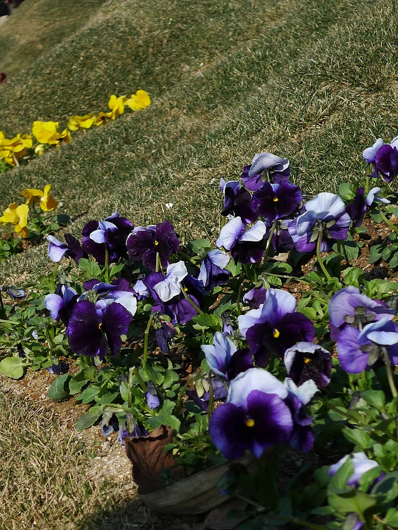 봄의 전령사, 보랏빛 팬지꽃의 화사한 풍경 · 2010-03-28