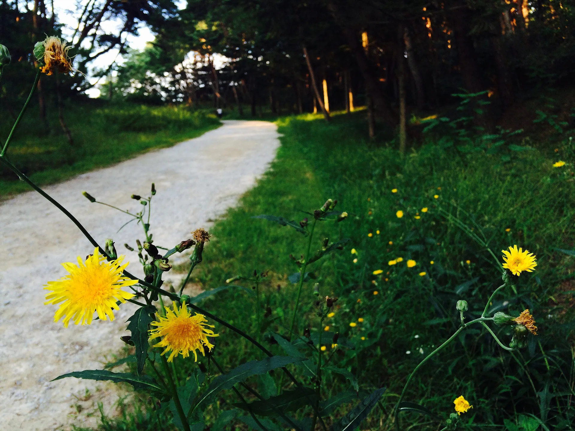 노란 야생화가 반기는 고요한 숲속 산책로 · 대한민국 · 2014-09-19