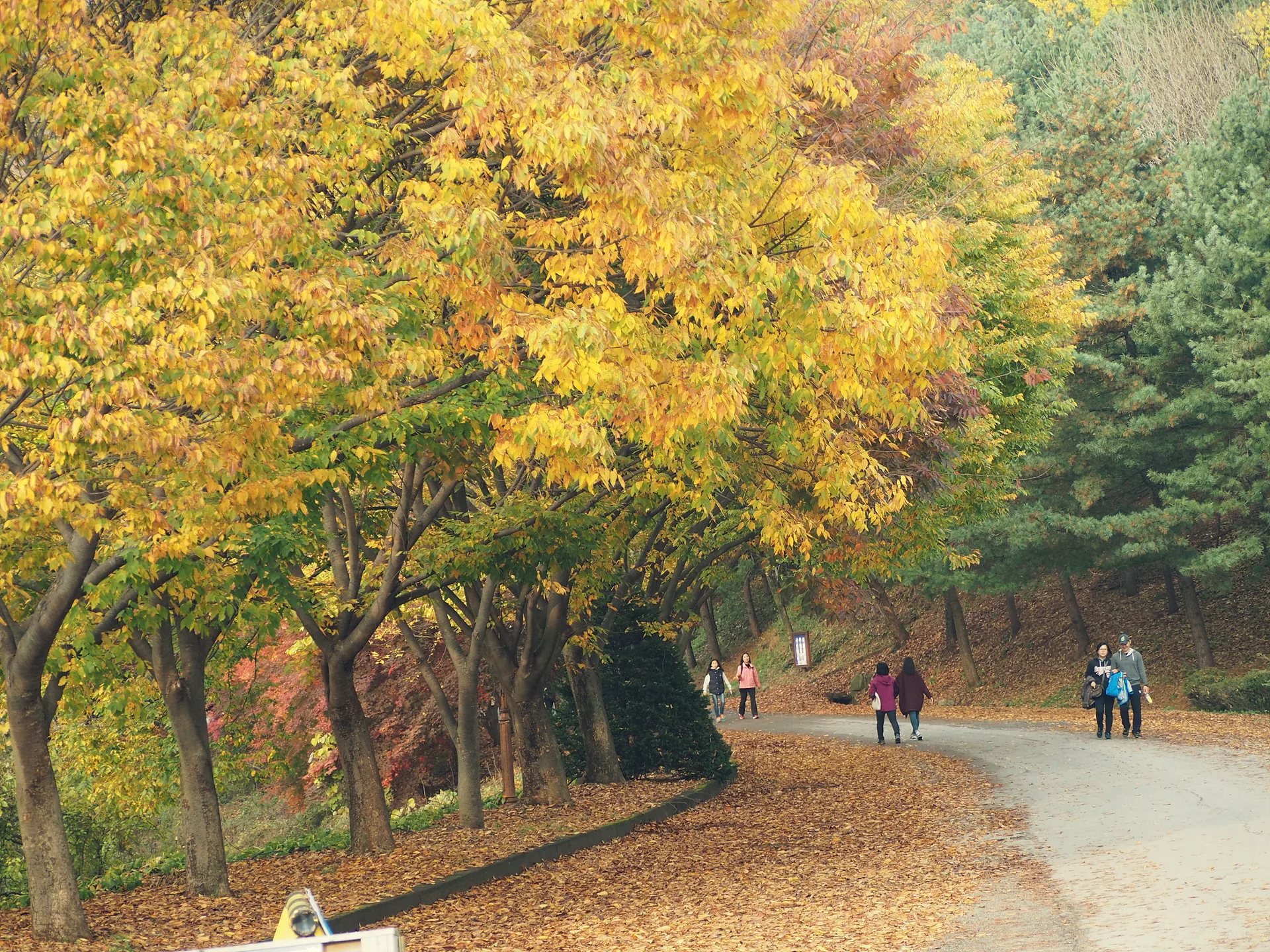 노란 단풍 터널 아래 가을 산책길 · 대한민국 · 2014-11-01