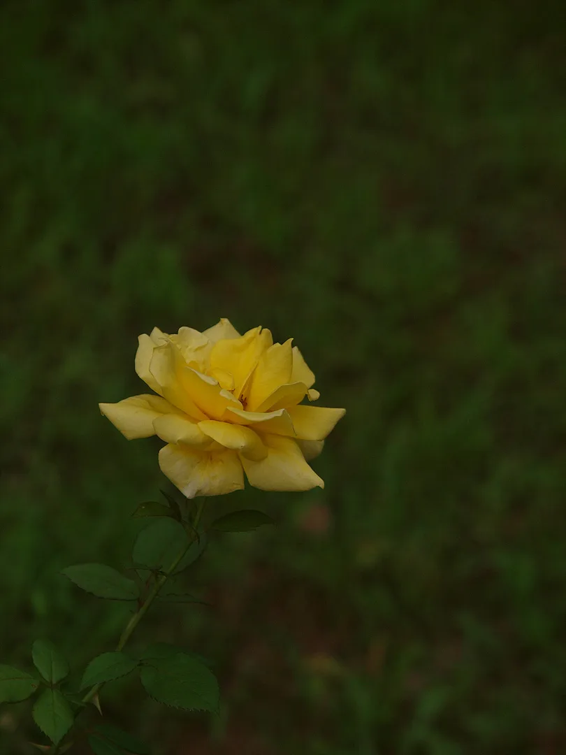 여름날의 화사함을 담은 노란 장미 한 송이 · 2009-07-08