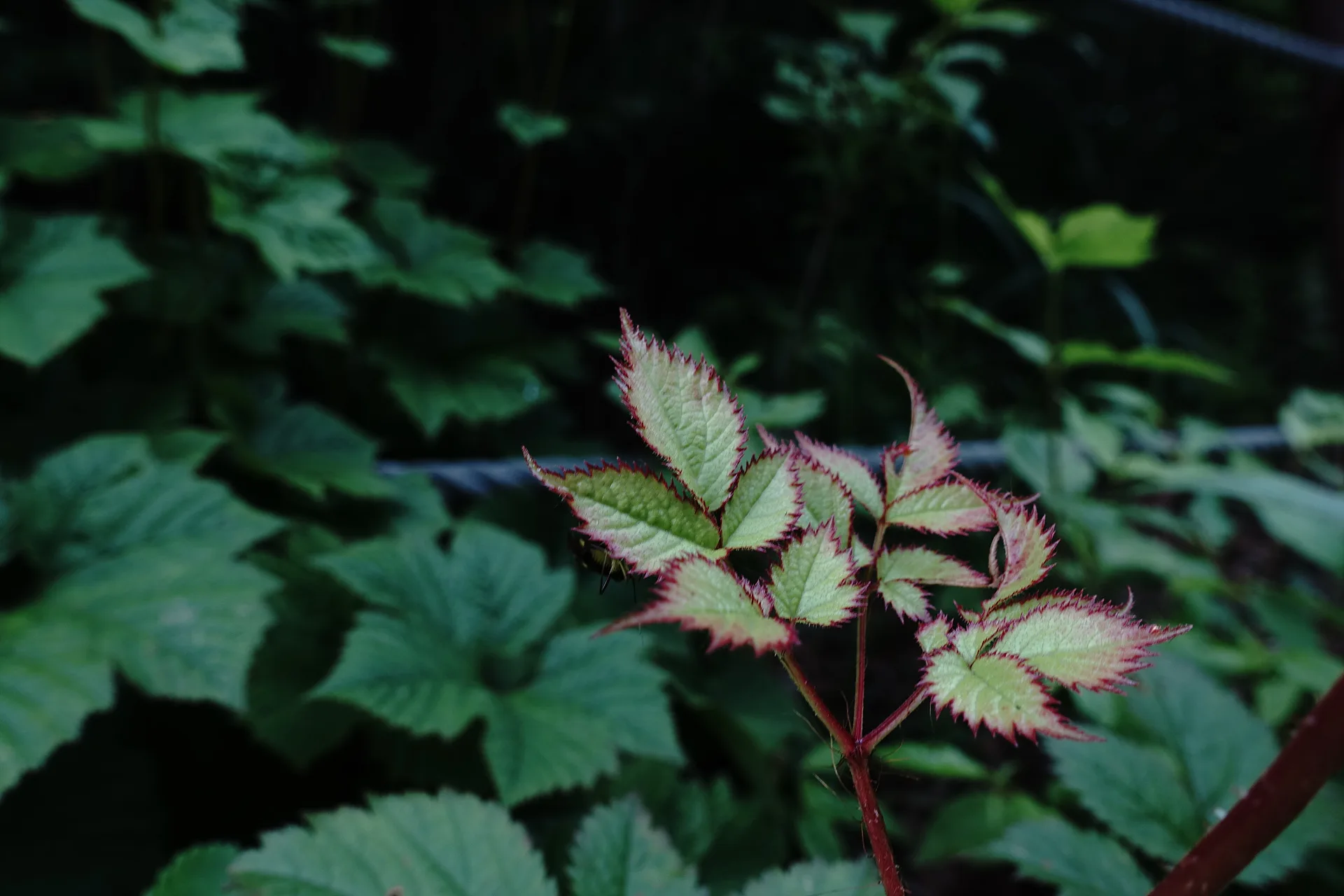 붉은 빛을 머금은 싱그러운 초여름 나뭇잎 · 대한민국 · 2014-06-28
